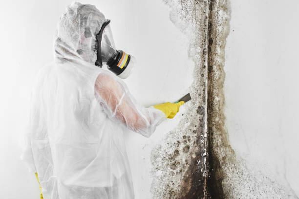 Best Mold Cleaning Services  in Lemay, MO