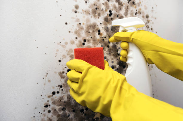 Best Crawl Space Mold Removal  in Lemay, MO