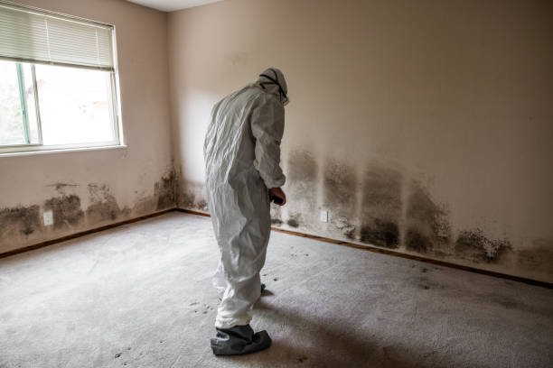 Crawl Space Mold Removal in Lemay, MO