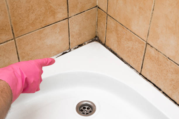 Best Certified Mold Removal  in Lemay, MO